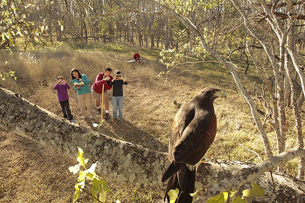 bird-watching